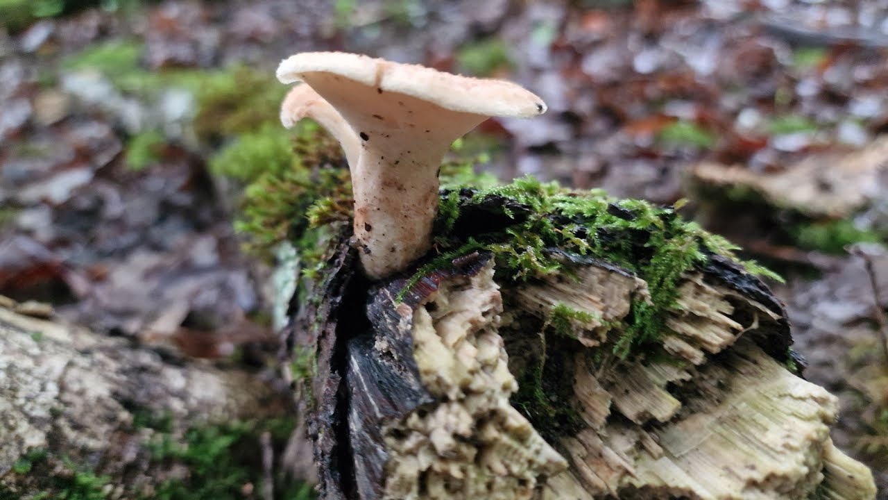 Petit coucou ! 01/06/24