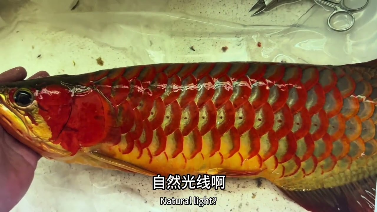 从0养龙鱼九十二集（这集主打龙鱼鳞片）