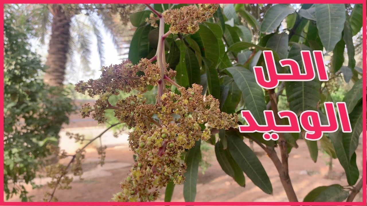 لماذا لا تزهر اشجار المانجو ؟ || اسهل علاج
