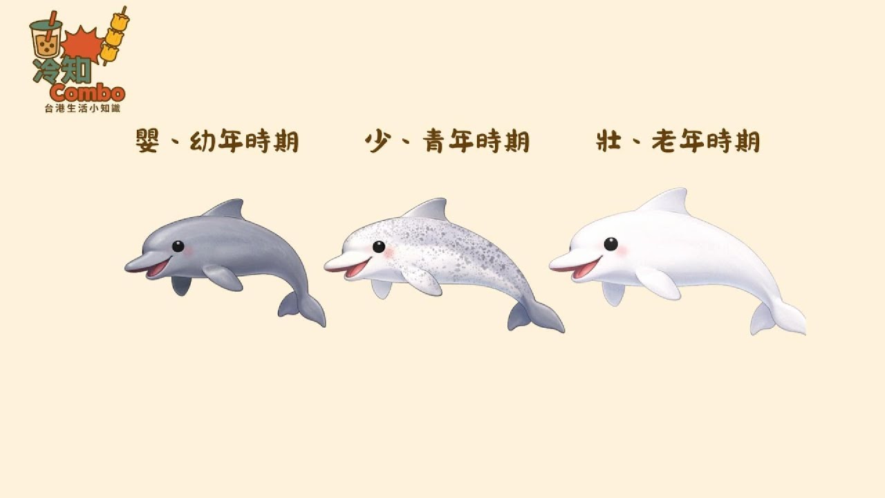 台灣白海豚不是香港那種？｜特有亞種、斑點差異與消失中的中華白海豚｜冷知Combo EP.22