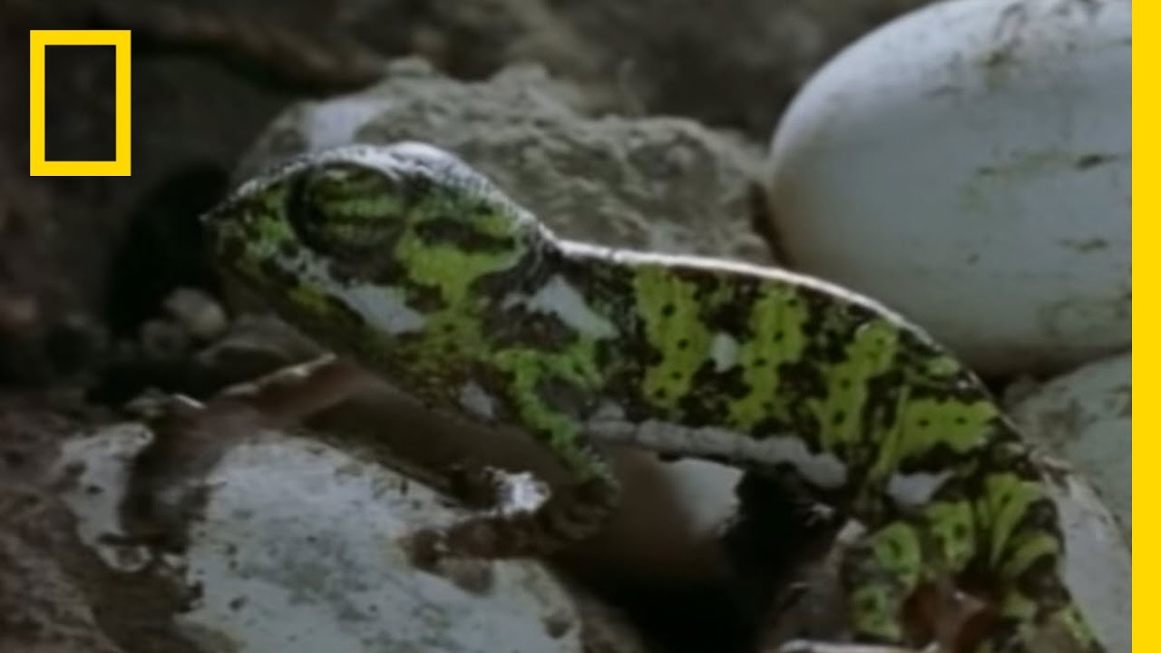 Chameleon Moms: Wandering Women | National Geographic