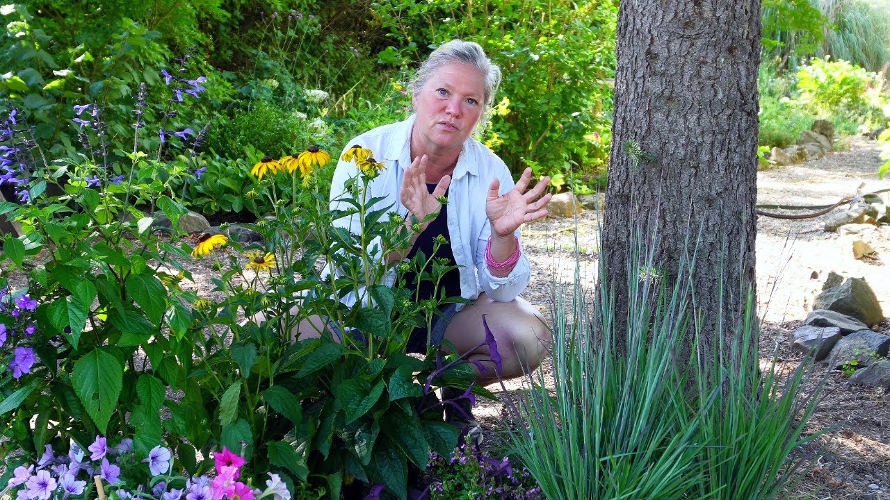 Planting new Perennials and Annuals for a fresh look in the neglected garden | Pickling Garlic |