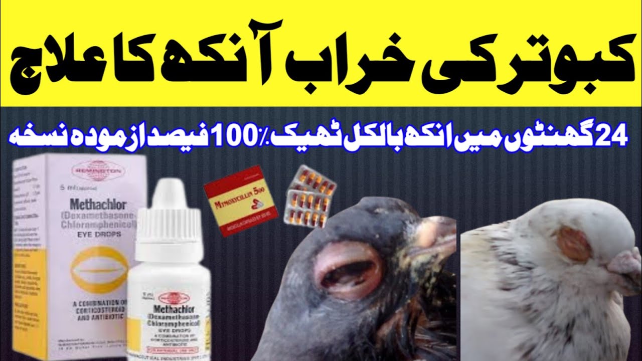 kabootar ki kharab aankh ka ilaj 100% | How to cure pigeon eyes info | teddy king pigeon