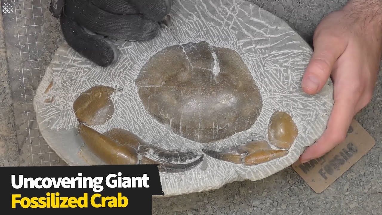 Uncovering a massive 12-million-year-old crab fossil sealed in rock