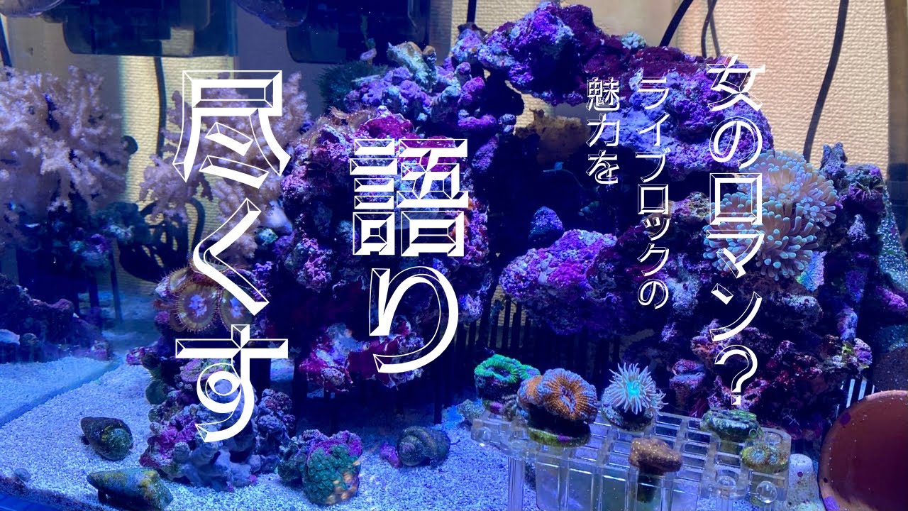 女のロマン？魅力が沢山詰まったライブロックの観察　#ぴっぴアクアリウム #アクアリウム #水槽 #海水水槽 #ジェイズアクアリュウム#ライブロック