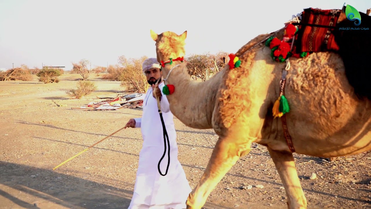 سوالف شيابنا