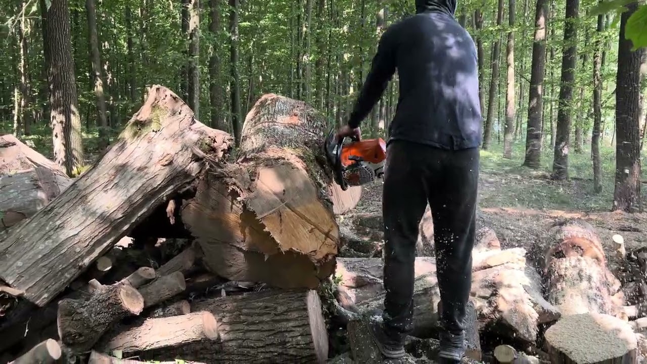 21 липня 2023 р.🌲STIHL найкраща пилка💪👍👍