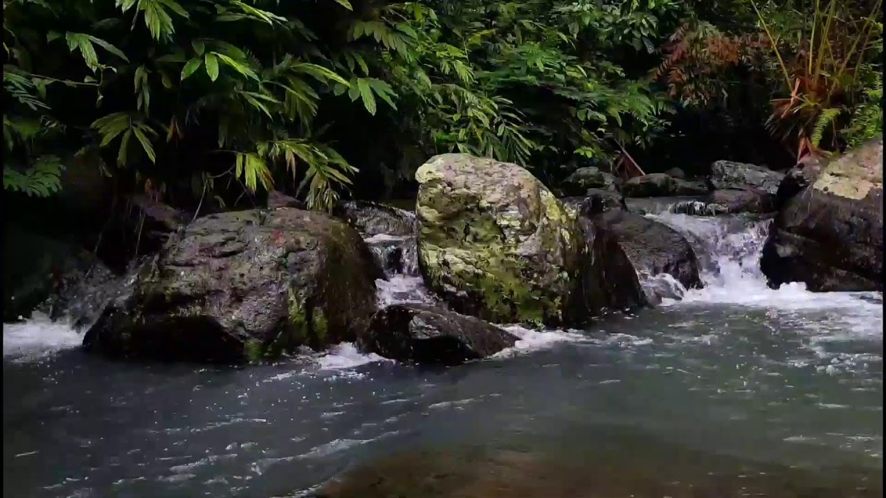 LIVE River ASMR 🌊 Relaxing Nature Water Sounds for Sleep, Study & Relaxation