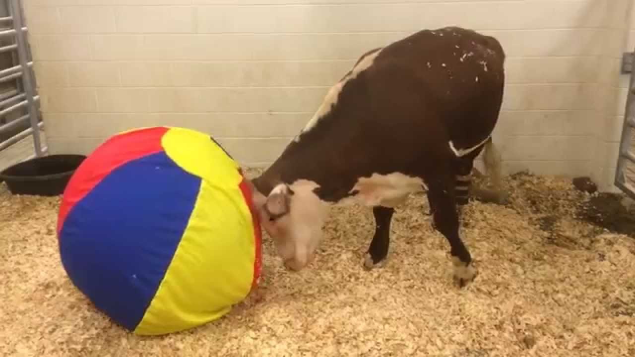 Dudley's New Ball