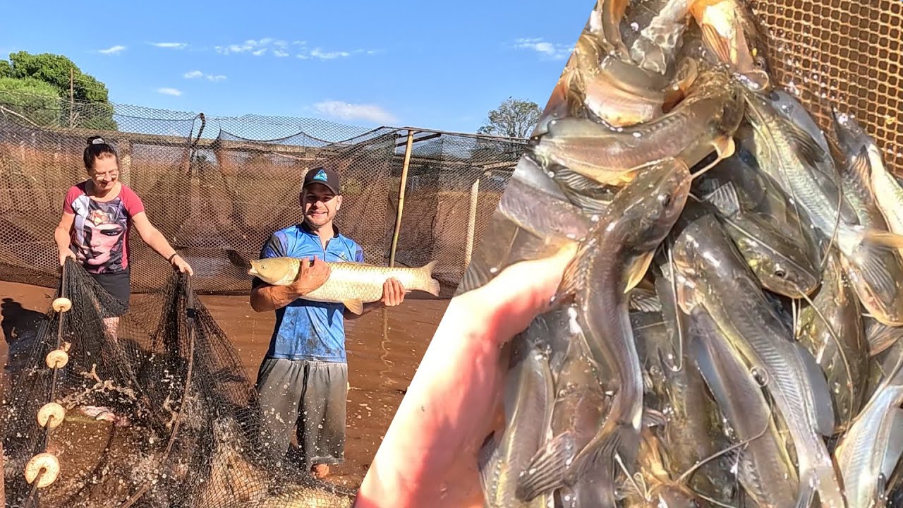 Secamos o depósito !! Teve MUITO mais peixe que o esperado