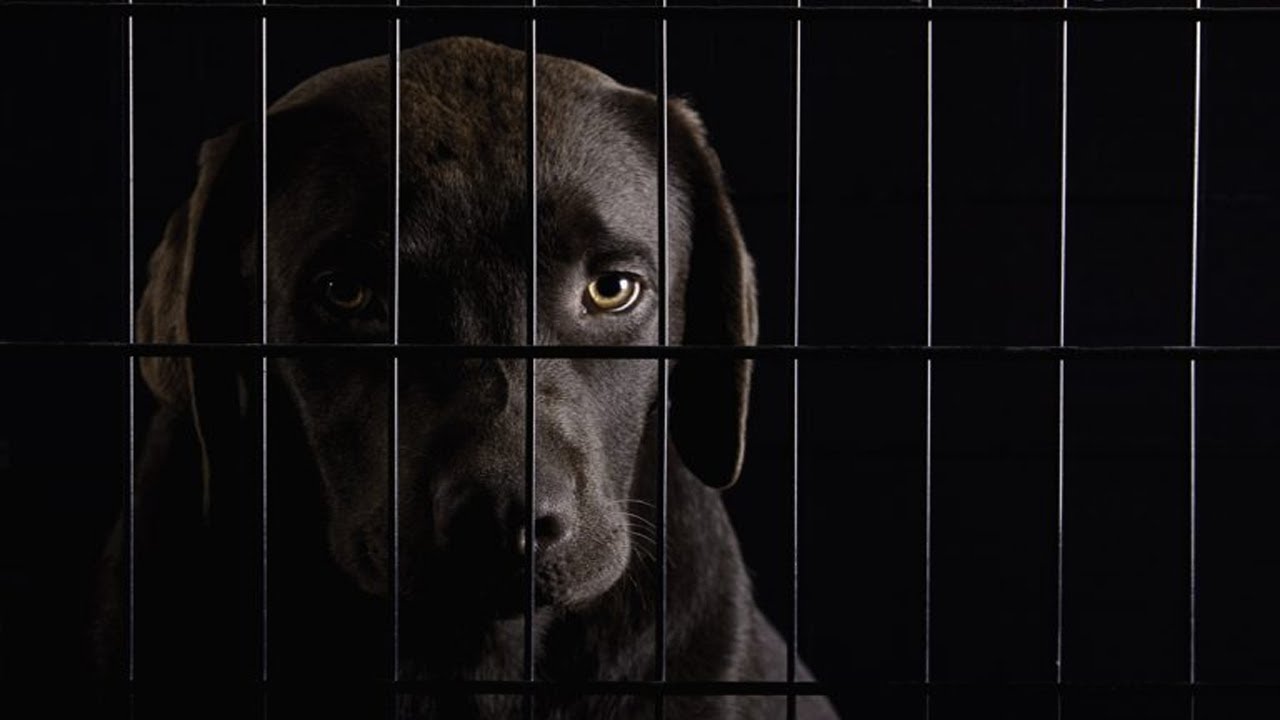 עשר פעמים שחיות ביצעו פשעים ┃ טופטן