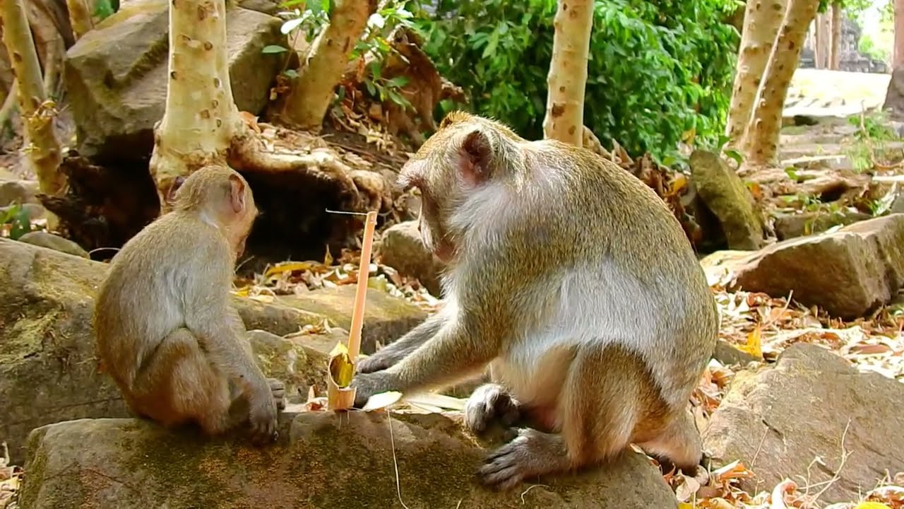 When Hunger Hits: Jonna’s Tearful Request to Share Bamboo Cake with Mom and Jane