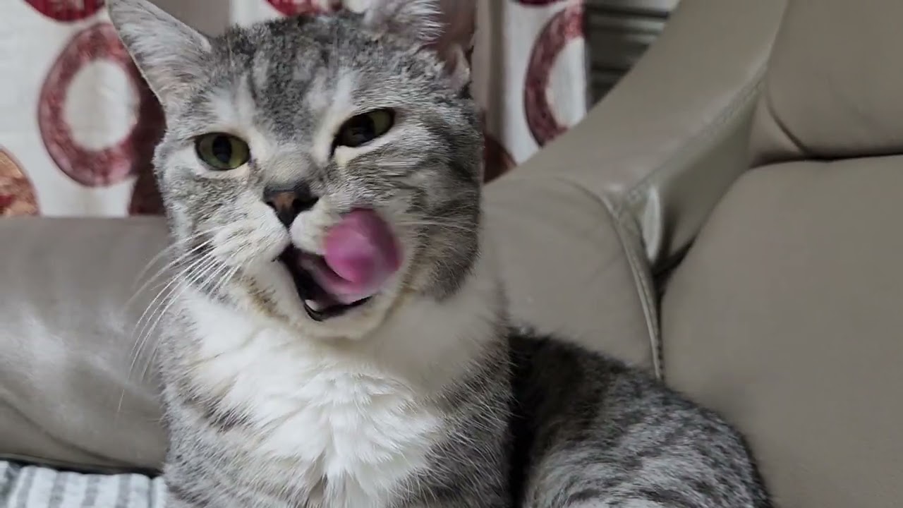 My Cat