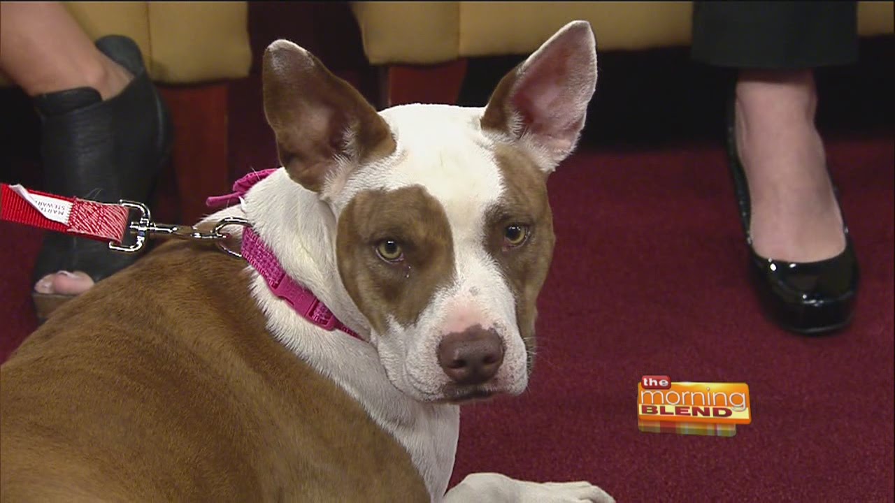 Humane Society Of Southern Arizona - Tips for choosing a shelter pet
