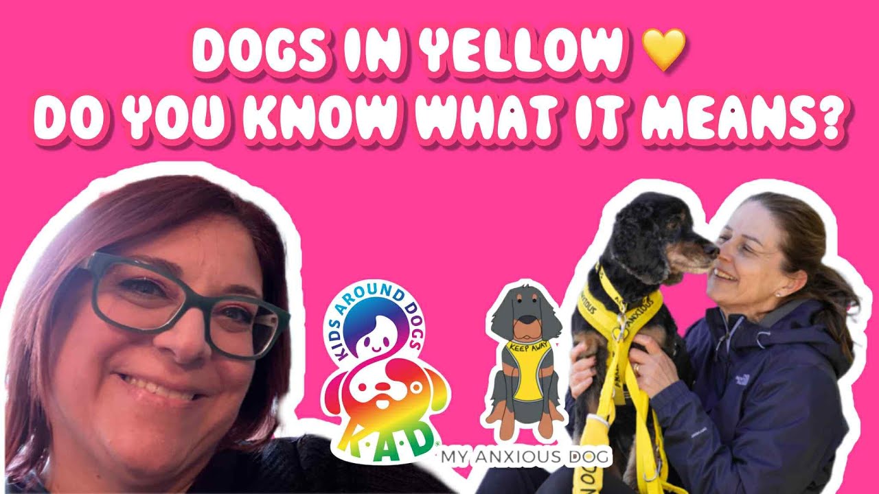 Dogs in Yellow: What it really means and how to help anxious dogs... a chat with Sarah Jones!