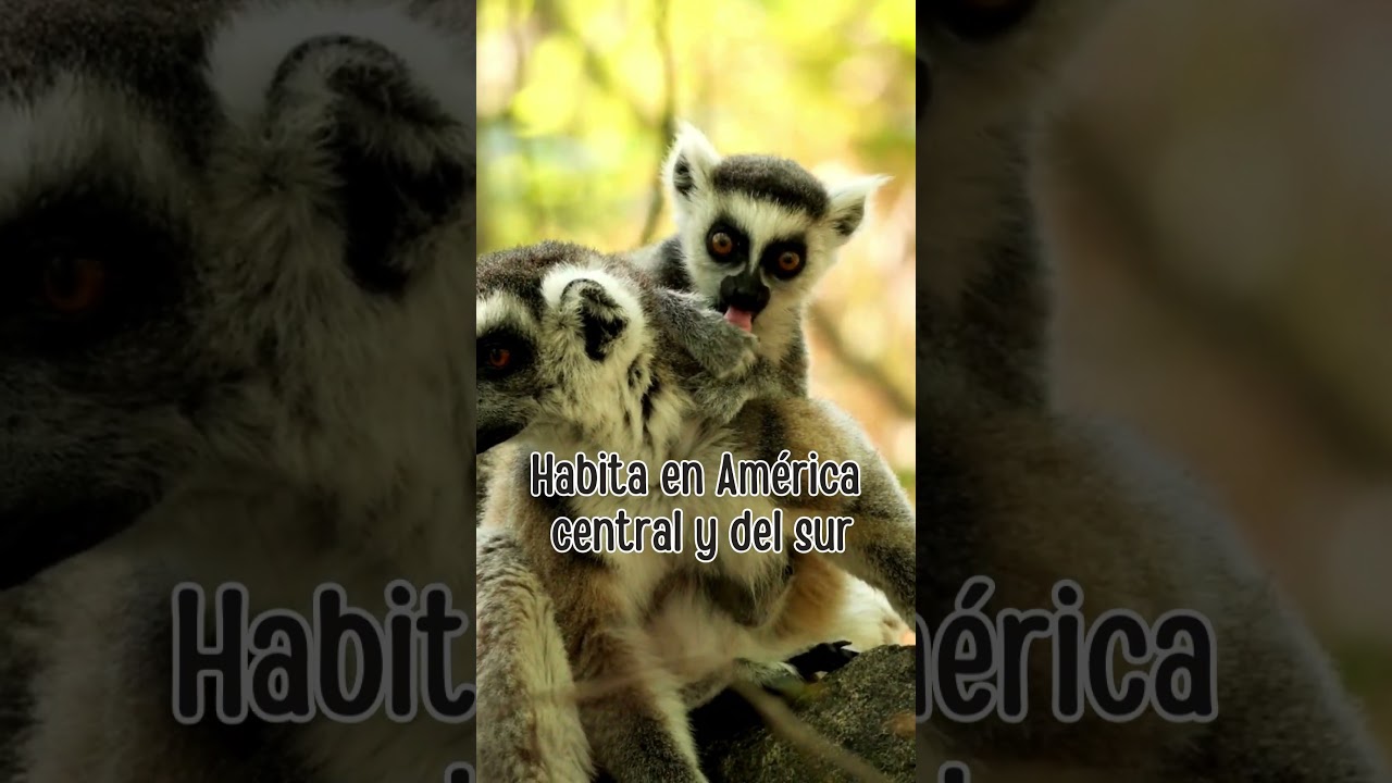 #Frayito Lemur
