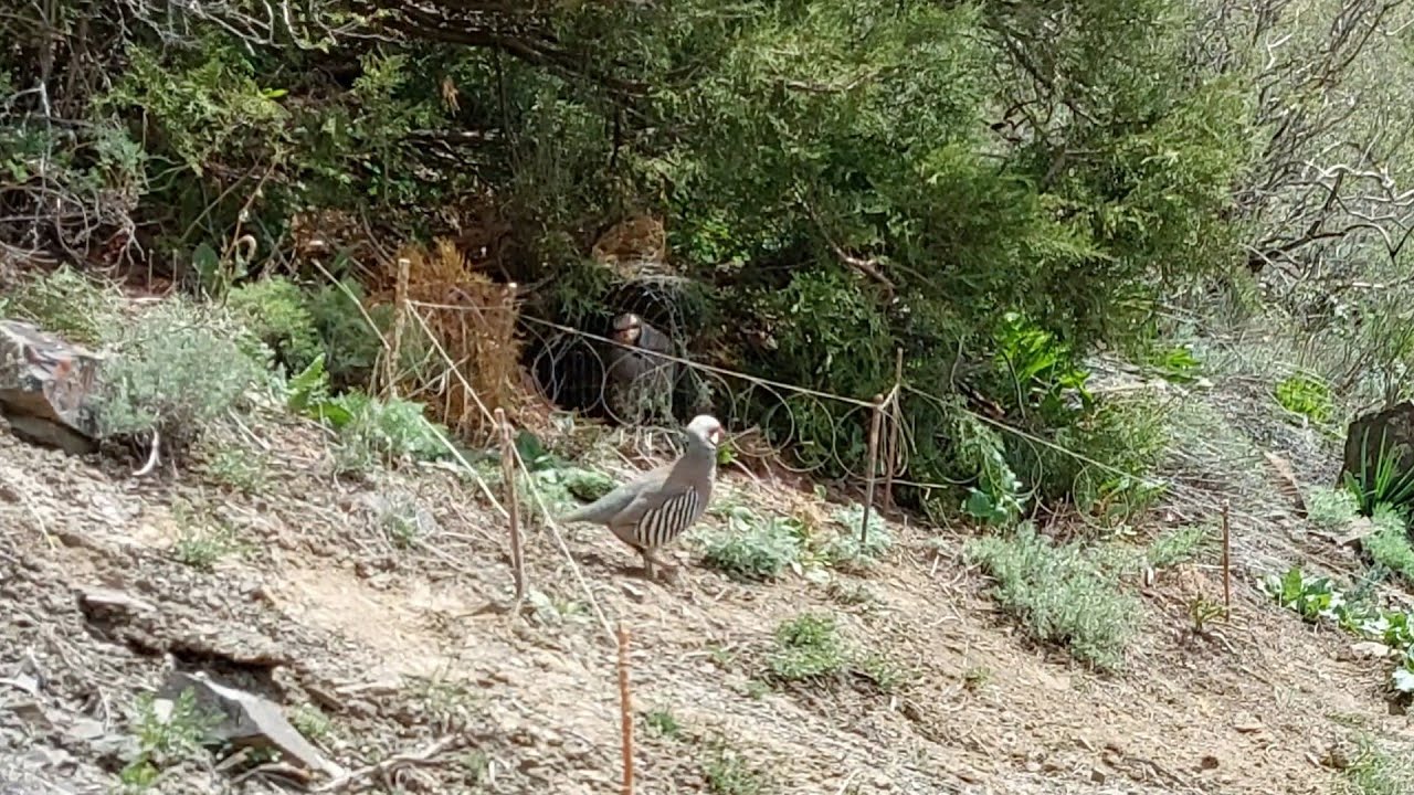 Шикори Кабк Keklik avi tuzakla Охота на куропатка Partridge hunting Kabk shikar شکار کبک Chukar avi