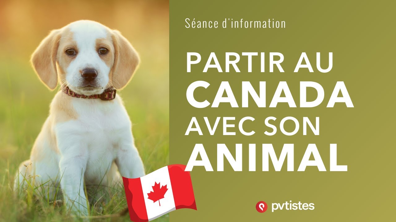 🇨🇦Partir au Canada avec son animal de compagnie : ce qu'il faut savoir