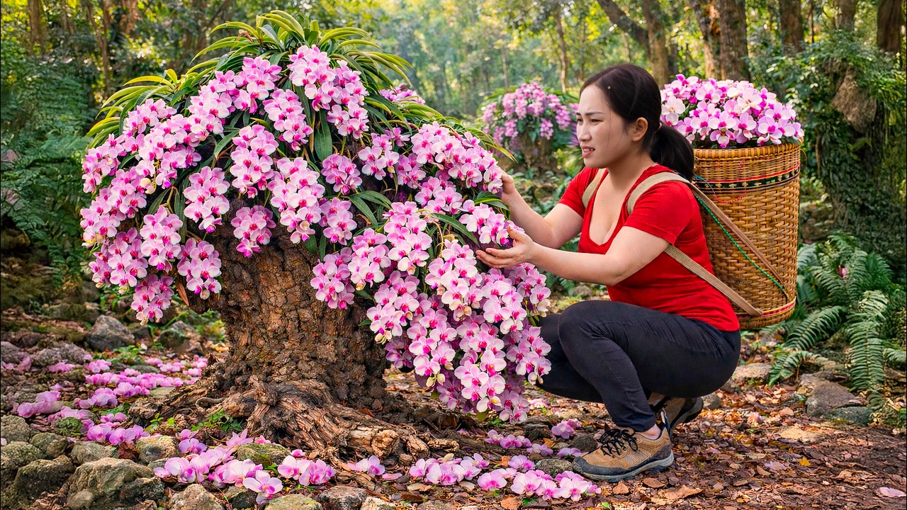 Harvesting Giant Wild Orchids on a Cliff to sell – Rare Mountain Discovery