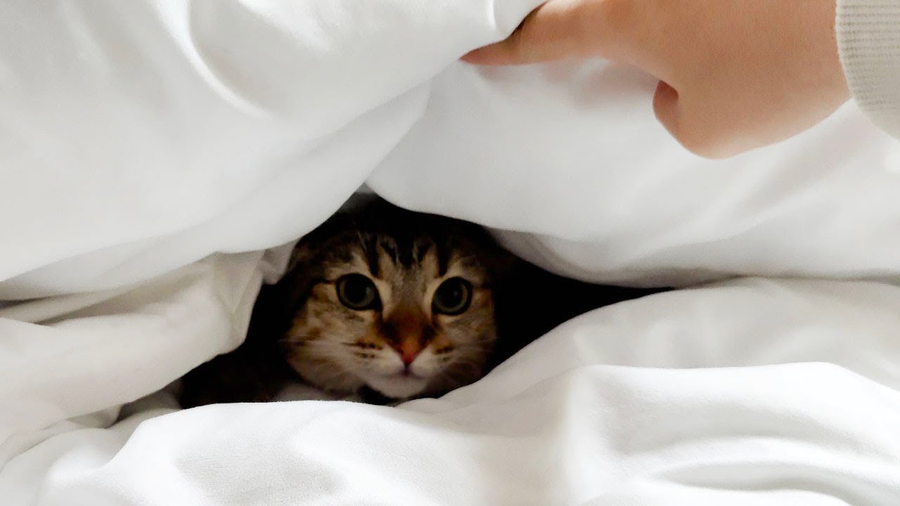 布団に挟まれるのが好きで出てきてくれない猫！