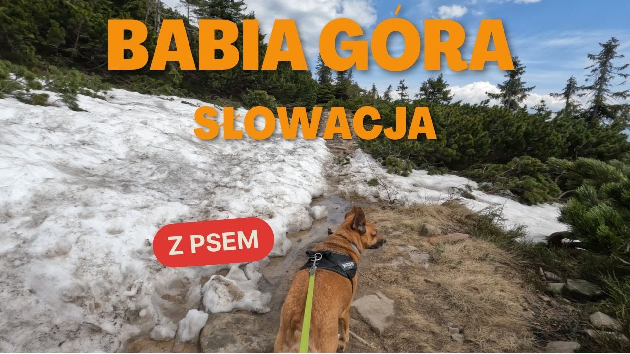 Babia Góra z psem od strony Słowackiej