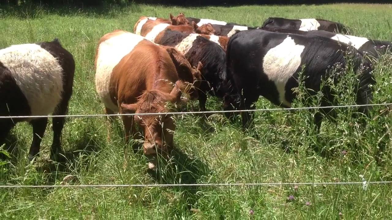 Tour of Organic Grass Fed Cow Farm in Upstate NY, Pathfinder Farms in the Catskills