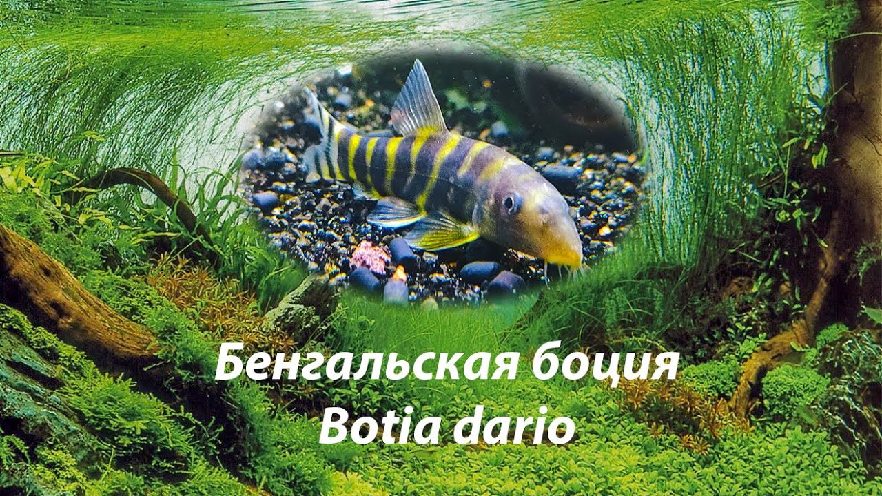 Бенгальская боция / Botia dario