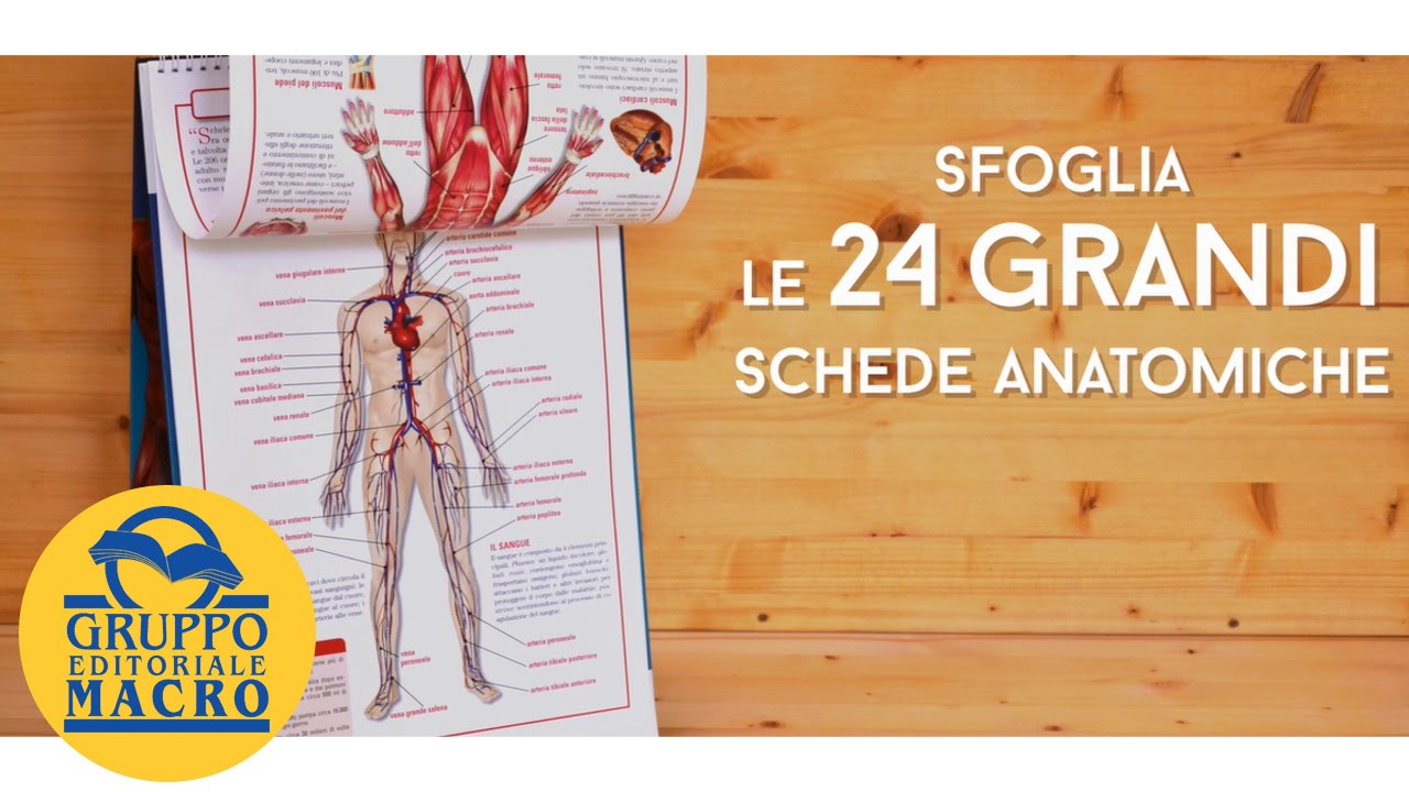 L'Anatomia del Corpo Umano - Schede Anatomiche