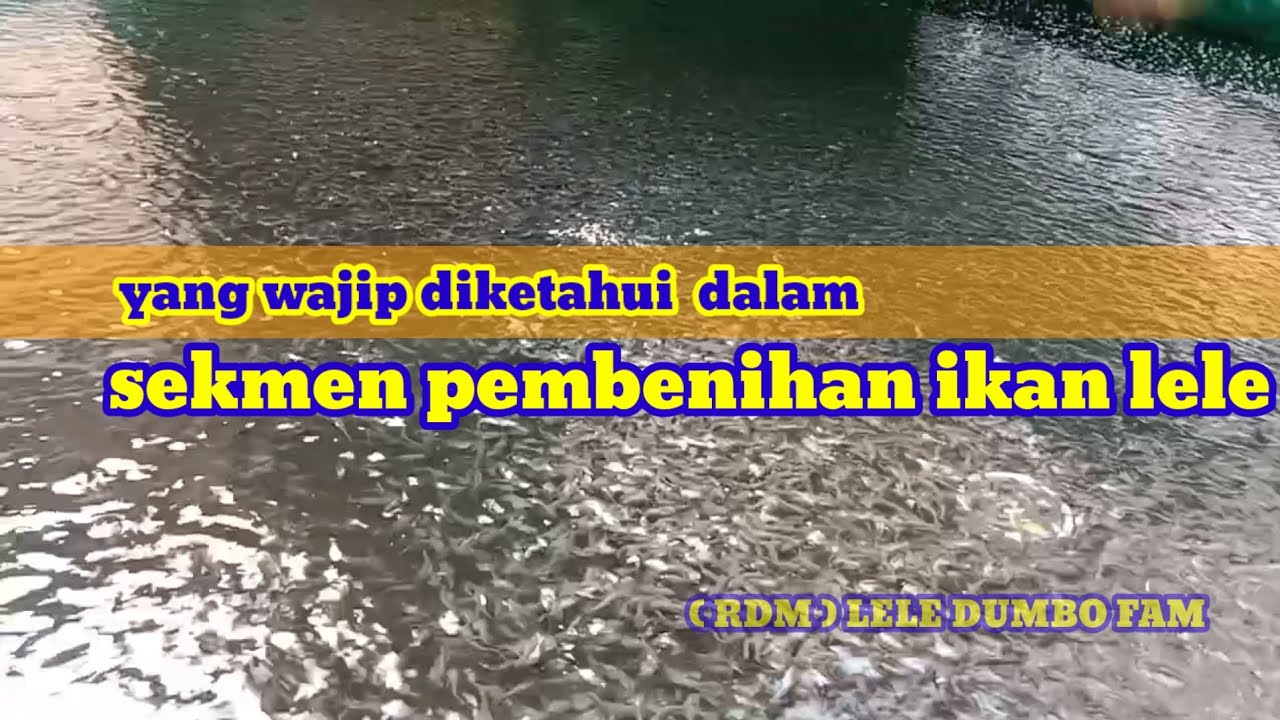 sekmen pembenihan ikan lele proses dalam budidayaikan lele