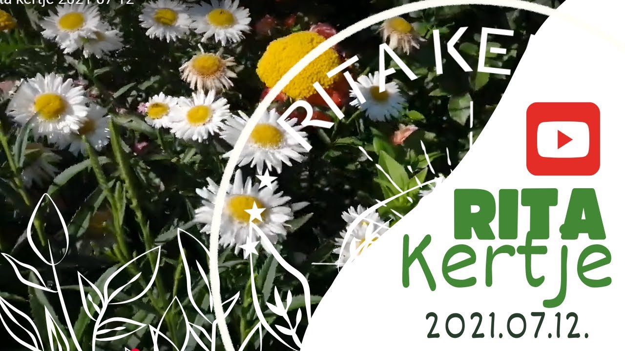 Egy nyári séta a kertben – rózsák, hortenzia és sok más szépség - 2021 07 12