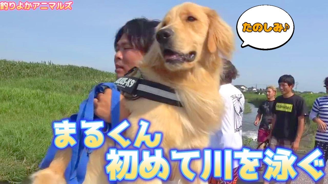 【釣りよかアニマルズ】まるくん、みんなと川を泳ぐ♪ Part.290