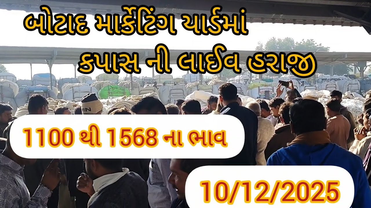 10/12/2025 બોટાદ માર્કેટિંગ યાર્ડમાં કપાસ ની લાઈવ હરાજી #farming #agriculture #botadapmc #cottan 