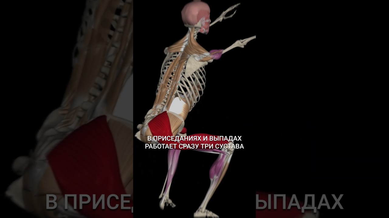 ПРИСЕДАНИЯ & ВЫПАДЫ. АНАТОМИЯ #приседания #присед #биомеханика #выпады #гормезис #gormezis
