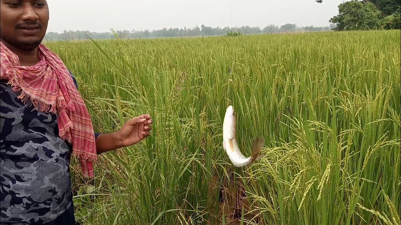 Traditional Odia Hook fishing||Odisha fisher man catch Snackfish|Nae_Mach_ dhara_ video| Fishing2021