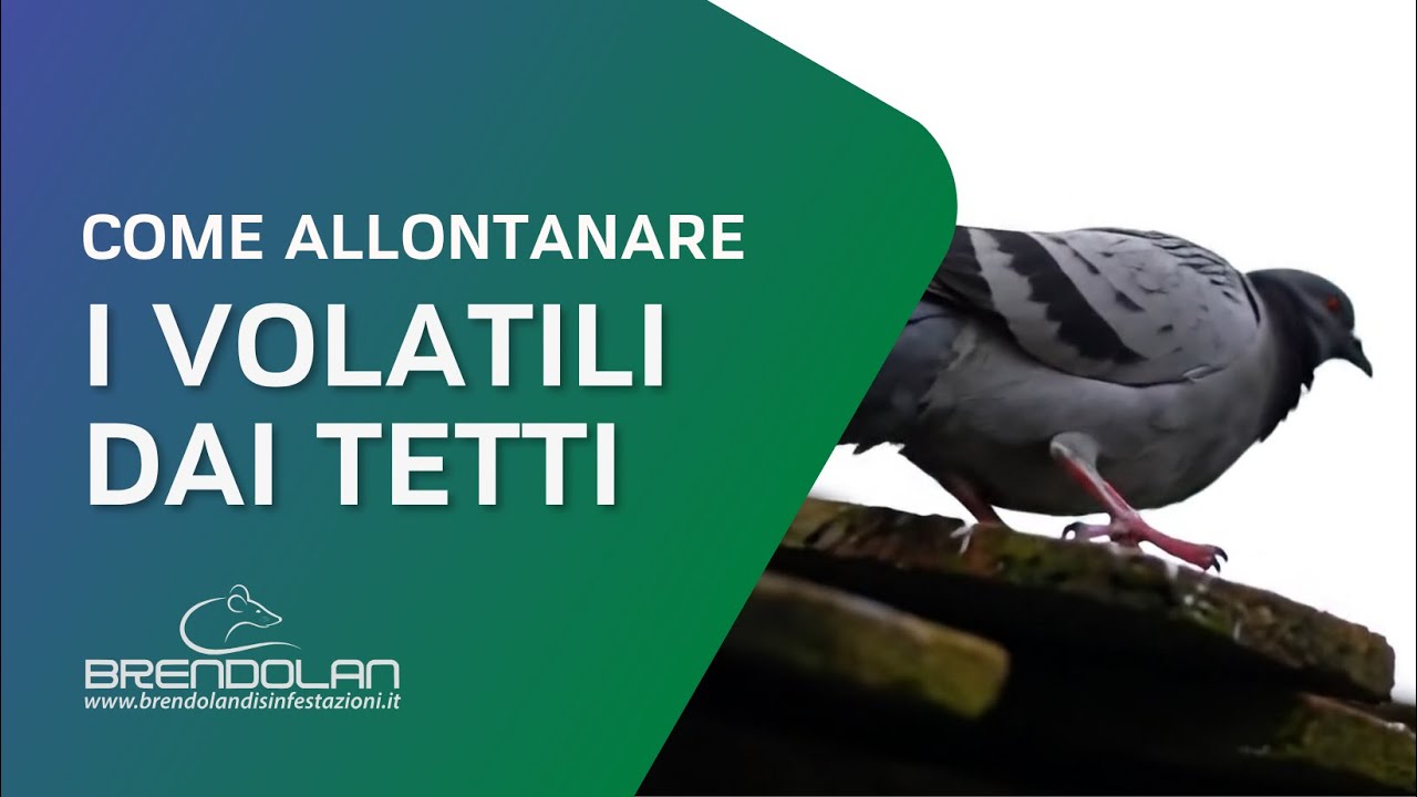 Come Allontanare i Piccioni dal tetto? Ecco una soluzione efficace senza far loro del male