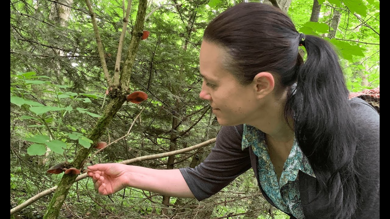 She collects wild food in the forest to prepare lunch. Part 22/ ASMR