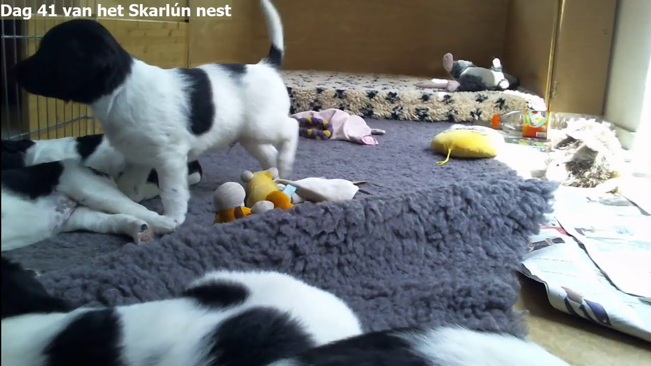 Live stream Friese Stabij kennel fan'e Sudewyn