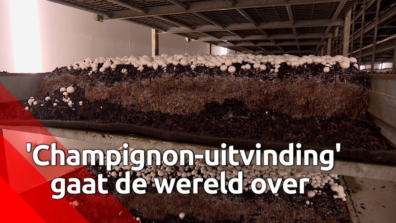 Verwarmingssysteem van Gemertse champignonkwekerij gaat de wereld over