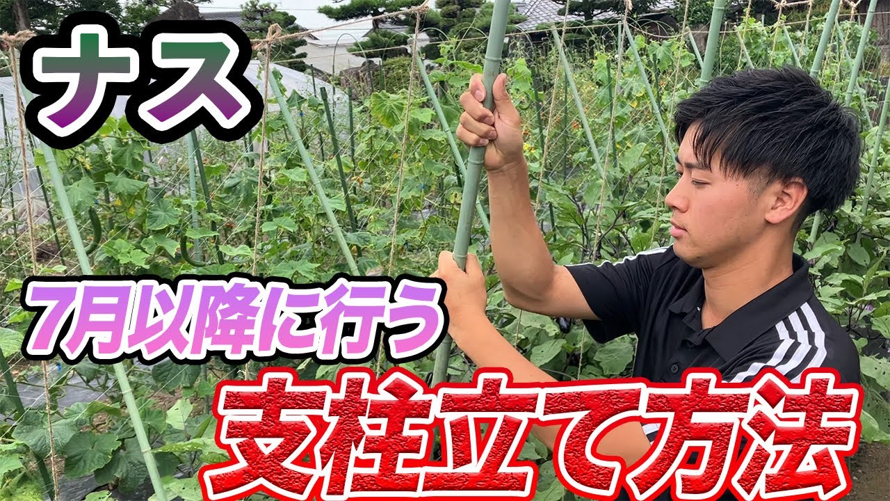 【ナス】長く育てたい方にぴったりの簡単にできる支柱立て　剪定も簡単にできる