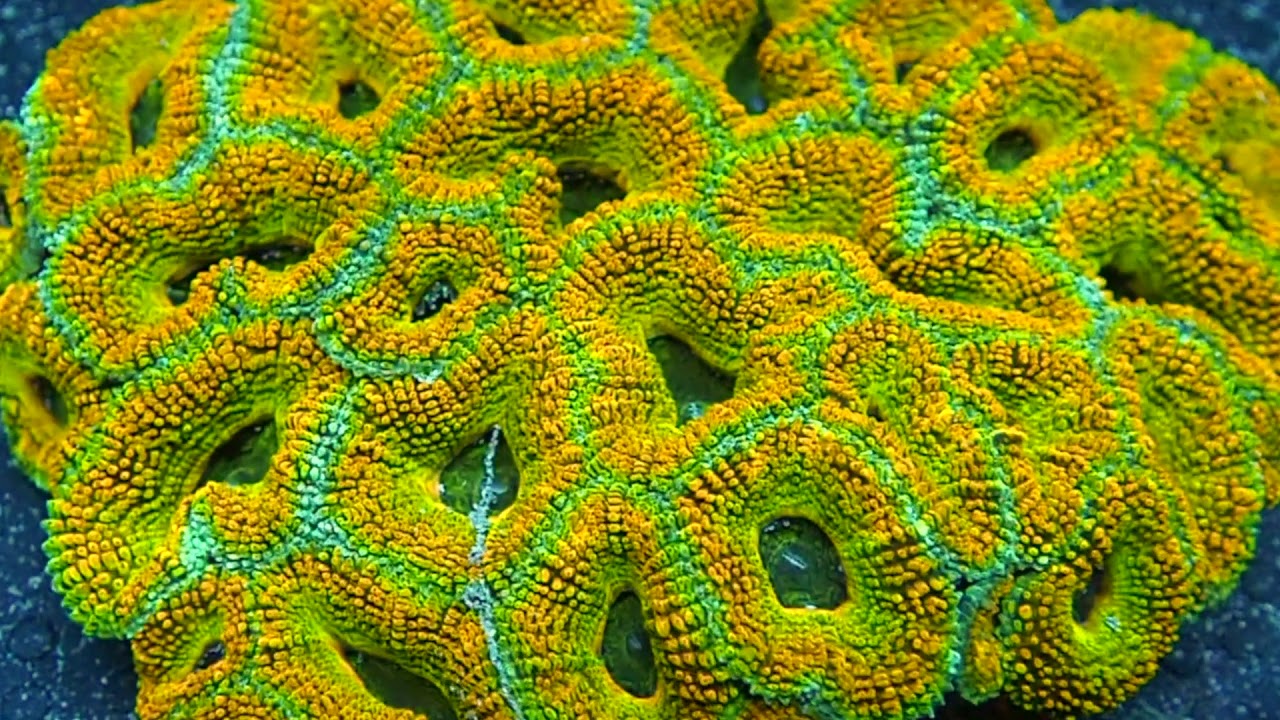 Rainbow Acan Mother Colonies @ UltraLPSCorals.ca