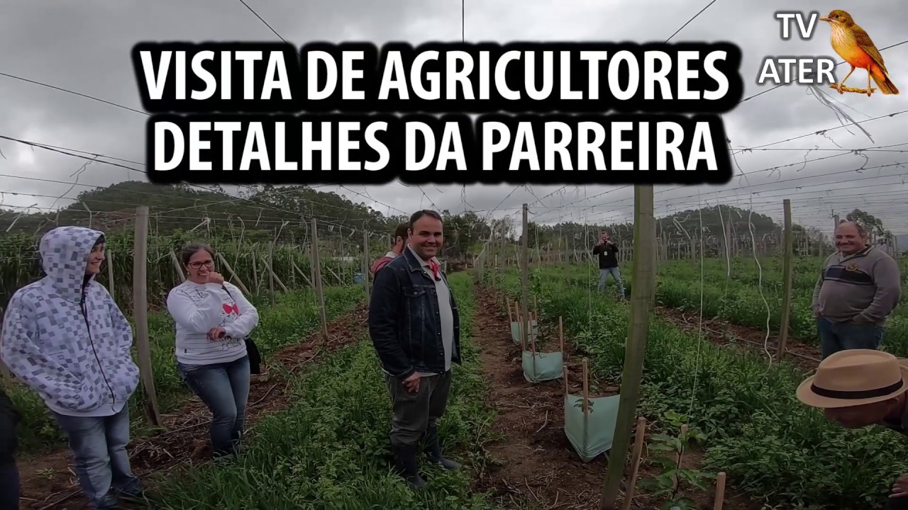 Detalhes da Parreira de Maracujá.