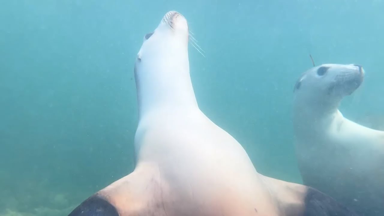 Snorkelling with the friendly Sea Lions in the ocean at Cervantes. A small Fishing town in Australia