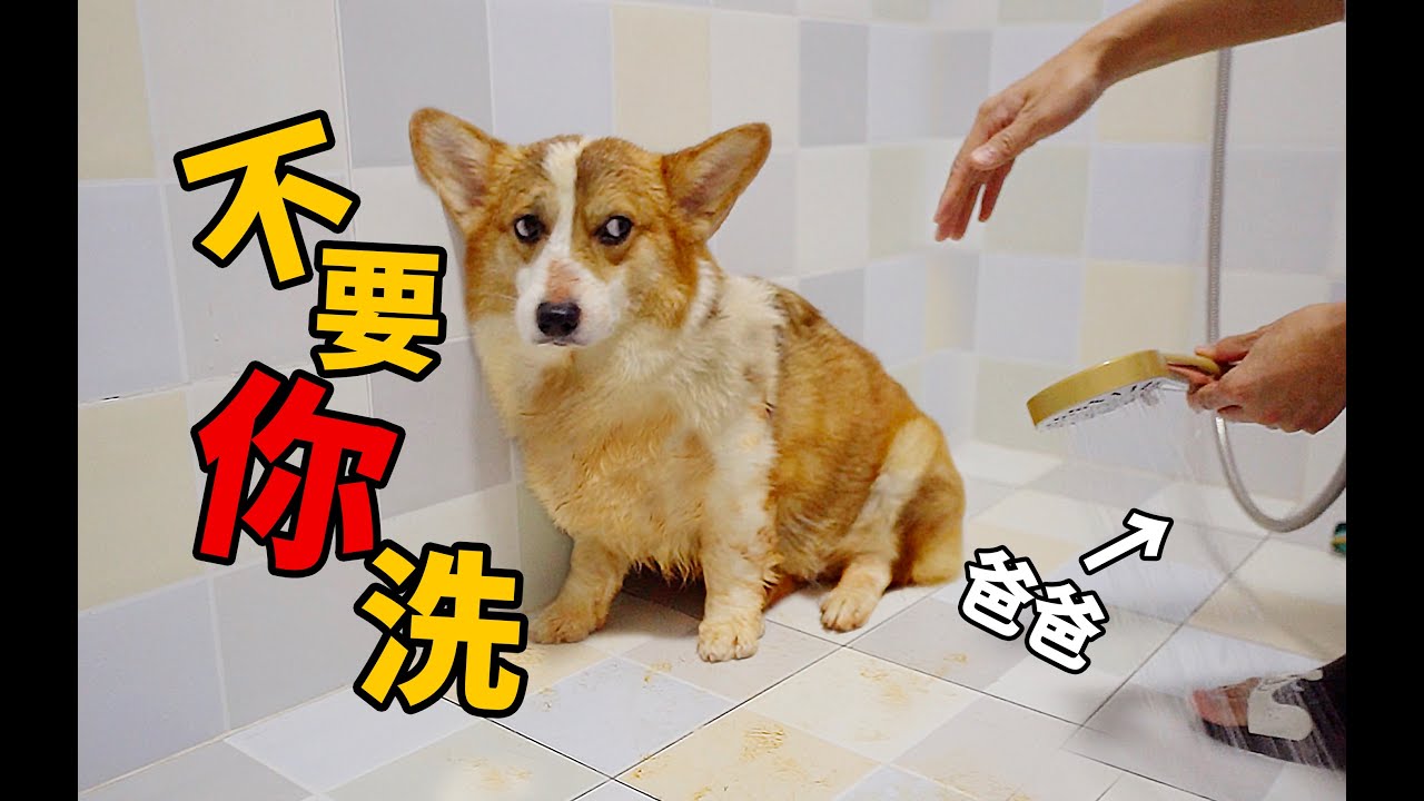 【小短腿Duby】一身黄泥的狗，遇到第一次洗狗的爹，心态互崩了！