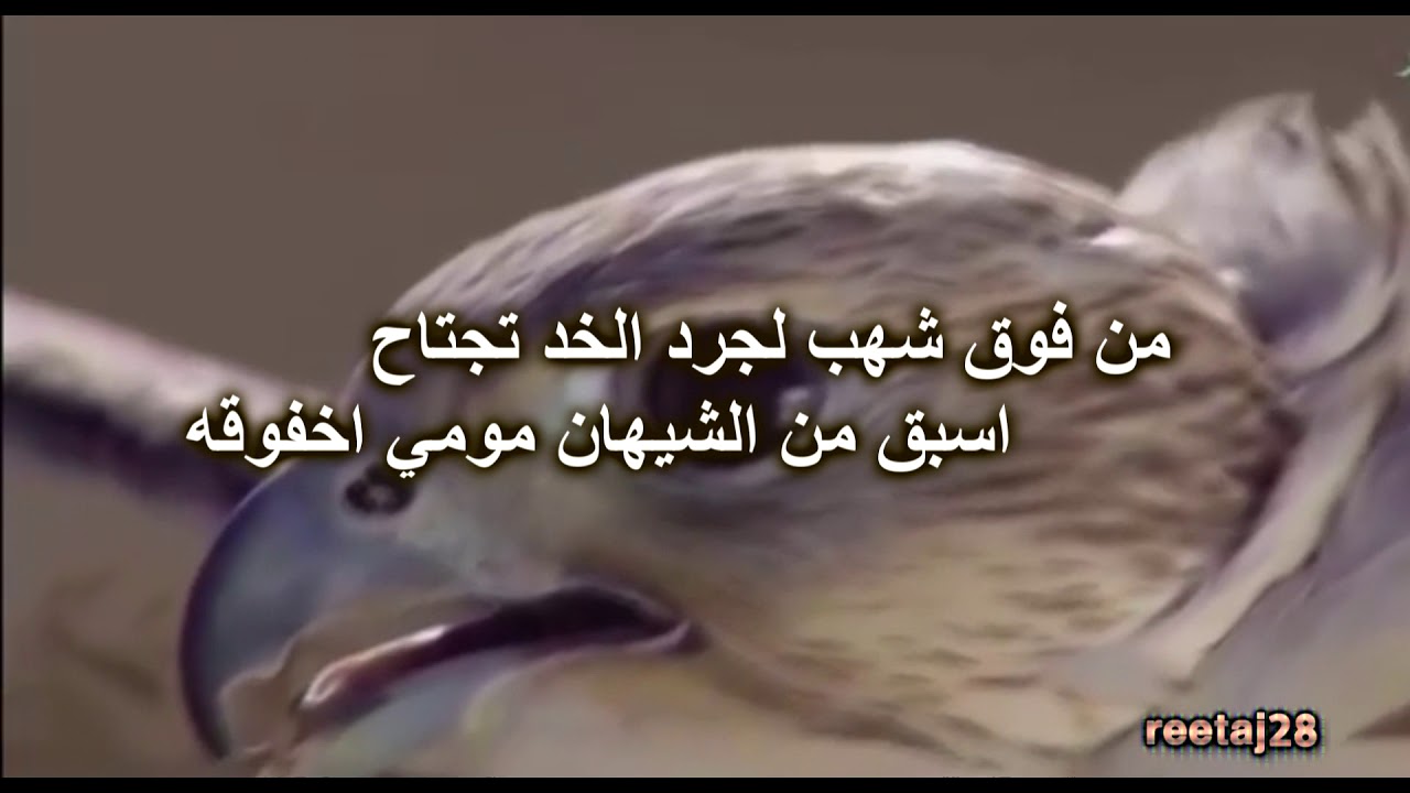 قصيدة المقناص في وصف الطير والمقناص للشاعر / عبيد دعيع الرشيدي {حكيم القوافي}