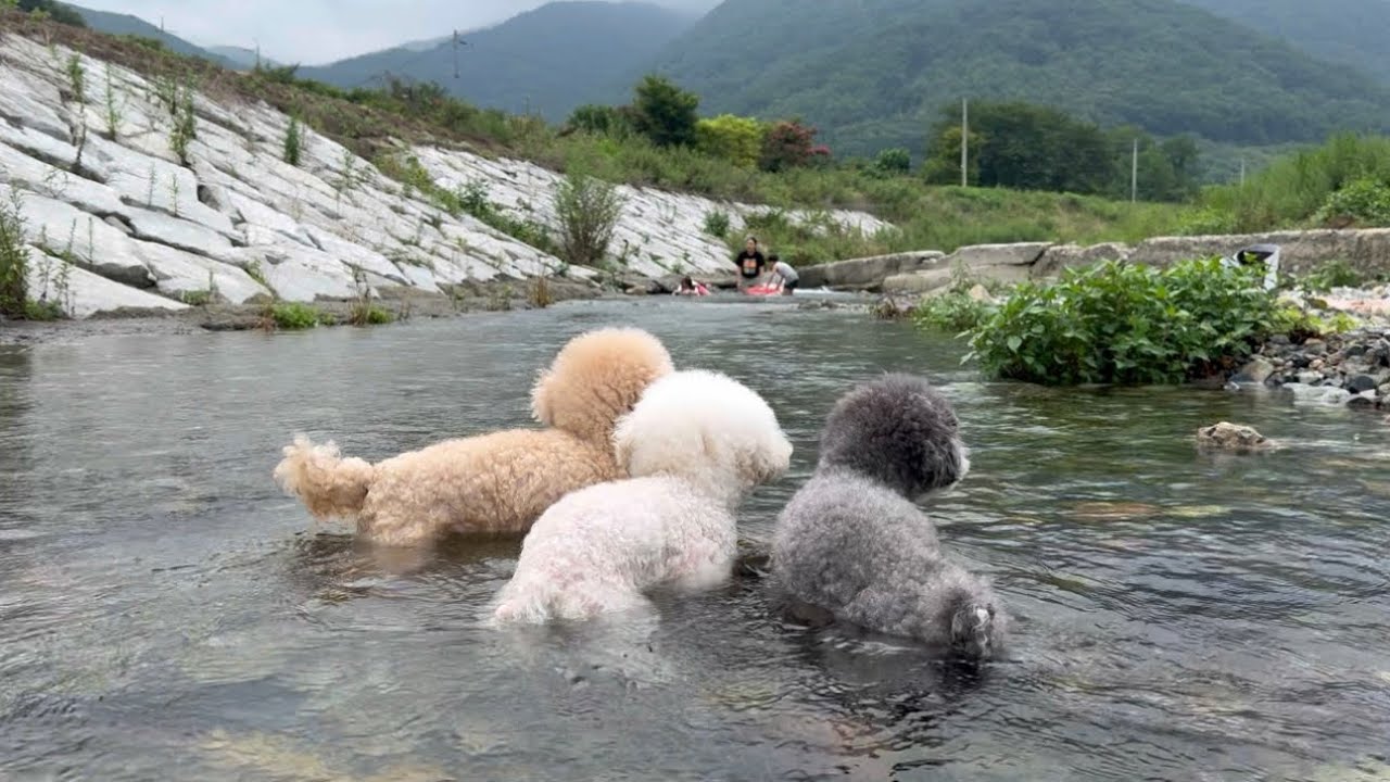 37도 폭염에 강아지를 계곡에 담궜더니..