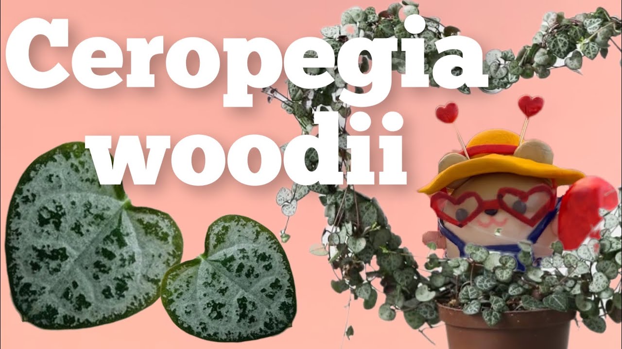 Ceropegia woodii - dos corazones en un hilo - cuidados, reproducción