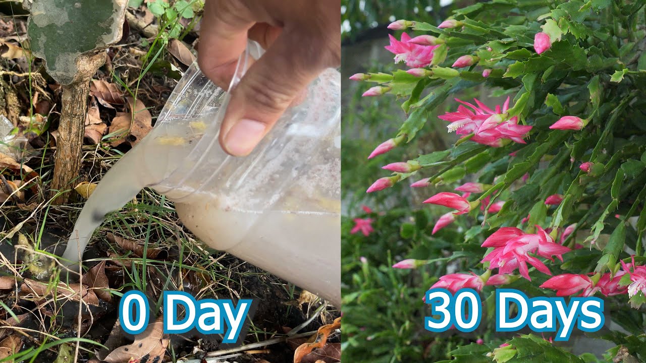 I went to the garden and picked up a bunch of bananas to use as banana fertilizer for the Christmas