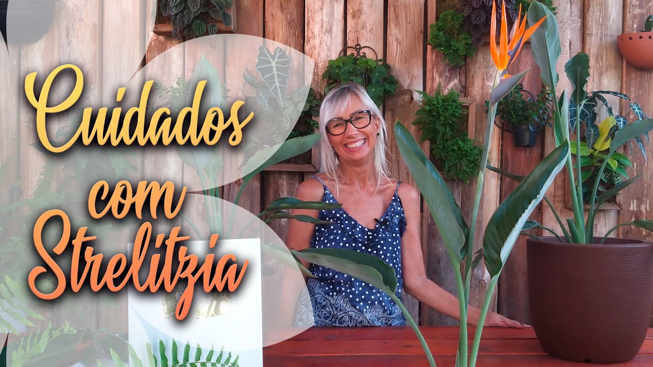 💕Como cuidar da planta strelitza | Flávia Kremer