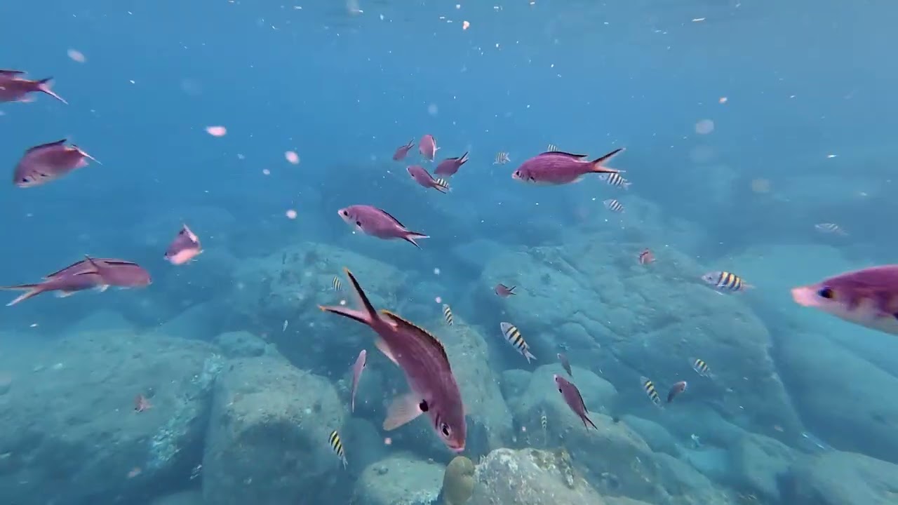 2026 01-25 St  Kitts snorkeling