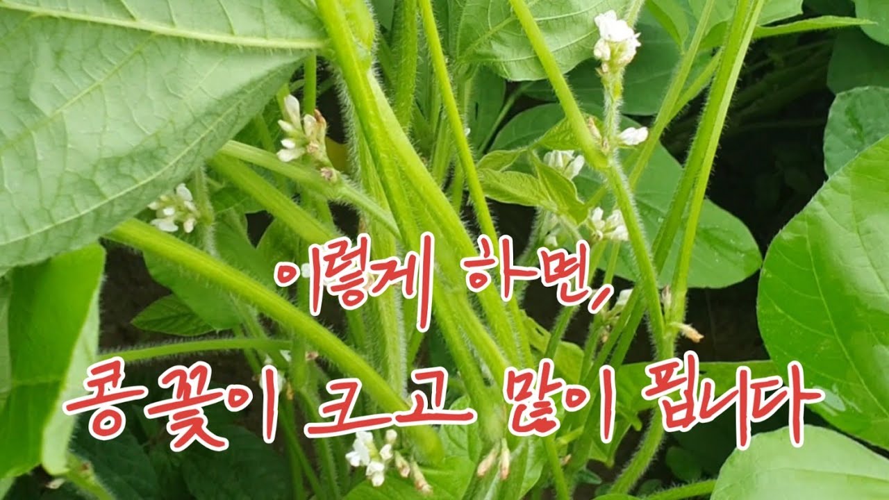 이렇게 하면, 콩꽃이 크고 많이 핍니다!